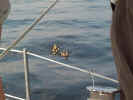 ducks of Eagle Bay.jpg (33321 bytes)